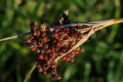 Fotografia da espécie Juncus acutus