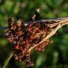 Fotografia 10 da espécie Juncus acutus do Jardim Botânico UTAD