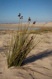 Fotografia da espécie Juncus acutus