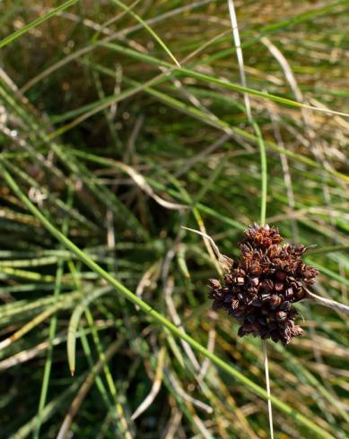 Fotografia de capa Juncus acutus - do Jardim Botânico