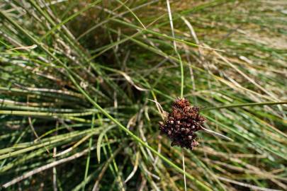 Fotografia da espécie Juncus acutus