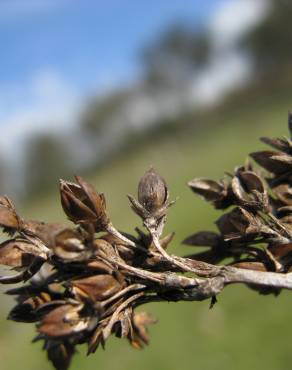 Fotografia 13 da espécie Juncus acutus no Jardim Botânico UTAD