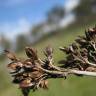 Fotografia 13 da espécie Juncus acutus do Jardim Botânico UTAD