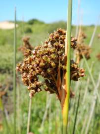 Fotografia da espécie Juncus acutus