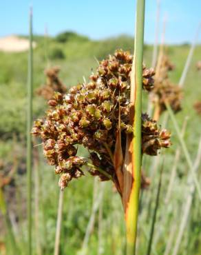 Fotografia 14 da espécie Juncus acutus no Jardim Botânico UTAD