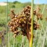 Fotografia 14 da espécie Juncus acutus do Jardim Botânico UTAD