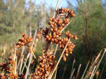 Fotografia da espécie Juncus acutus