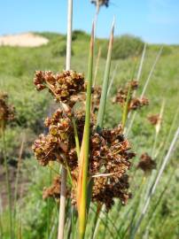 Fotografia da espécie Juncus acutus