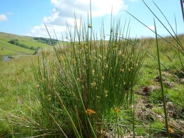 Fotografia da espécie Juncus acutus