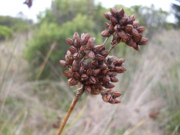 Fotografia da espécie Juncus acutus