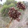 Fotografia 18 da espécie Juncus acutus do Jardim Botânico UTAD