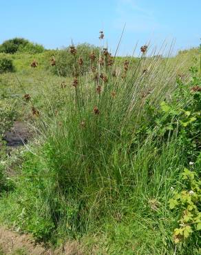 Fotografia 19 da espécie Juncus acutus no Jardim Botânico UTAD