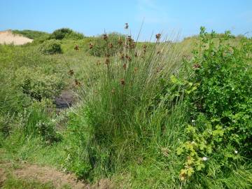 Fotografia da espécie Juncus acutus