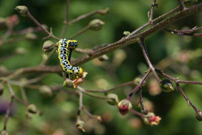 Fotografia da espécie Scrophularia scorodonia