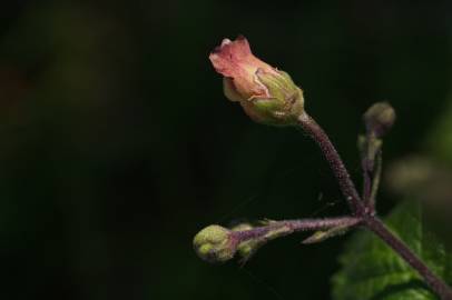 Fotografia da espécie Scrophularia scorodonia