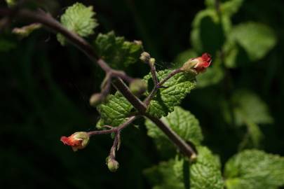 Fotografia da espécie Scrophularia scorodonia