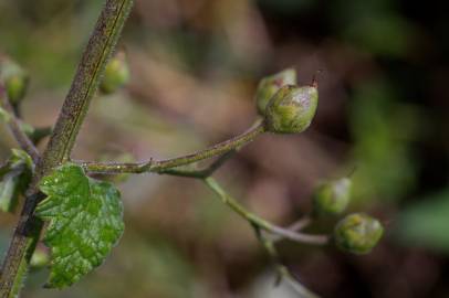 Fotografia da espécie Scrophularia scorodonia