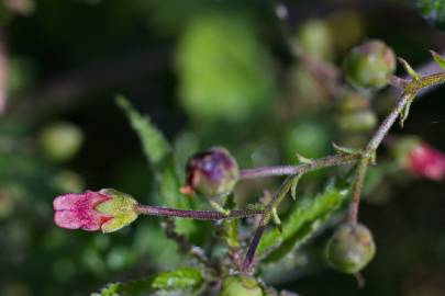 Fotografia da espécie Scrophularia scorodonia