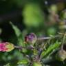 Fotografia 5 da espécie Scrophularia scorodonia do Jardim Botânico UTAD