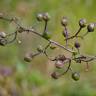 Fotografia 6 da espécie Scrophularia scorodonia do Jardim Botânico UTAD