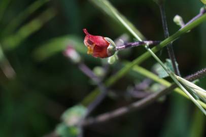 Fotografia da espécie Scrophularia scorodonia