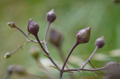 Fotografia da espécie Scrophularia scorodonia