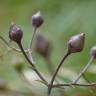 Fotografia 8 da espécie Scrophularia scorodonia do Jardim Botânico UTAD