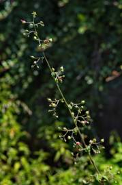 Fotografia da espécie Scrophularia scorodonia