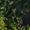 Fotografia 9 da espécie Scrophularia scorodonia do Jardim Botânico UTAD