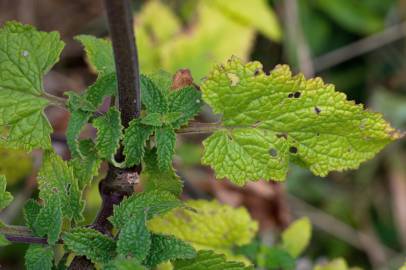 Fotografia da espécie Scrophularia scorodonia