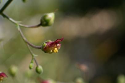 Fotografia da espécie Scrophularia scorodonia