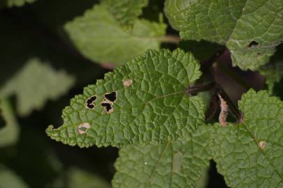 Fotografia da espécie Scrophularia scorodonia