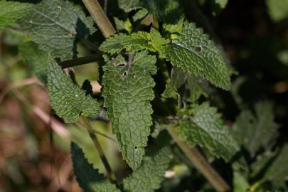 Fotografia da espécie Scrophularia scorodonia