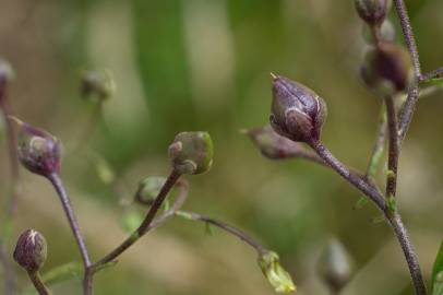 Fotografia da espécie Scrophularia scorodonia