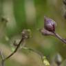 Fotografia 14 da espécie Scrophularia scorodonia do Jardim Botânico UTAD