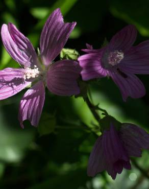 Fotografia 5 da espécie Malva tournefortiana no Jardim Botânico UTAD