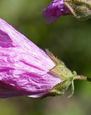 Fotografia 7 da espécie Malva tournefortiana no Jardim Botânico UTAD