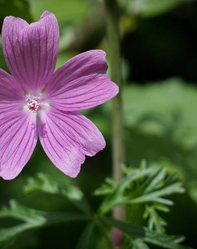 Fotografia de capa Malva tournefortiana - do Jardim Botânico