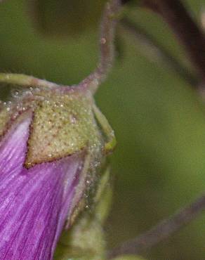 Fotografia 13 da espécie Malva tournefortiana no Jardim Botânico UTAD