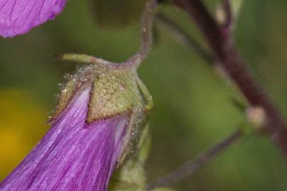 Fotografia da espécie Malva tournefortiana