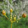 Fotografia 5 da espécie Prangos trifida do Jardim Botânico UTAD