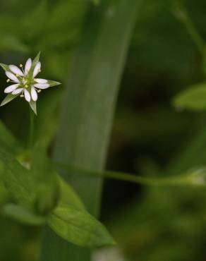 Fotografia 11 da espécie Stellaria alsine no Jardim Botânico UTAD