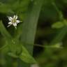 Fotografia 11 da espécie Stellaria alsine do Jardim Botânico UTAD