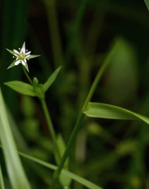 Fotografia 12 da espécie Stellaria alsine no Jardim Botânico UTAD