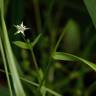 Fotografia 12 da espécie Stellaria alsine do Jardim Botânico UTAD