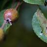 Fotografia 5 da espécie Pyrus cordata do Jardim Botânico UTAD