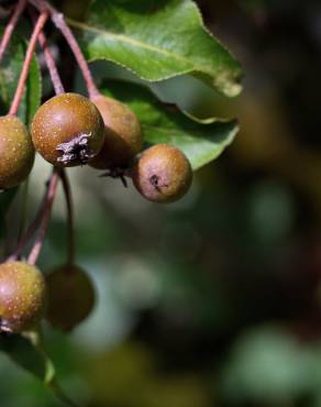 Fotografia 6 da espécie Pyrus cordata no Jardim Botânico UTAD