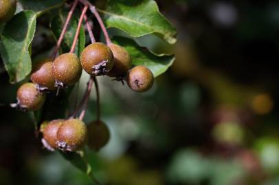 Fotografia da espécie Pyrus cordata