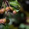 Fotografia 6 da espécie Pyrus cordata do Jardim Botânico UTAD