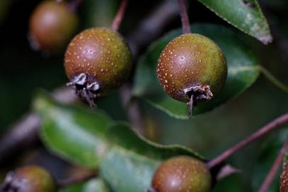 Fotografia da espécie Pyrus cordata